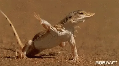 Un Meroles anchietae real levanta sus patas sobre la arena del desierto.